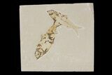 Two Knightia Fossil Fish - Wyoming #88535-1